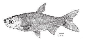 “Due to their large size and rapid rate of reproduction, these fish could pose a significant risk to the Great Lakes ecosystem,” the EPA’s website reads.
