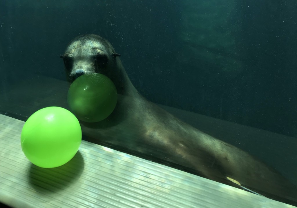 Visiting Rochester&#8217;s best zoo&#8230;in the winter