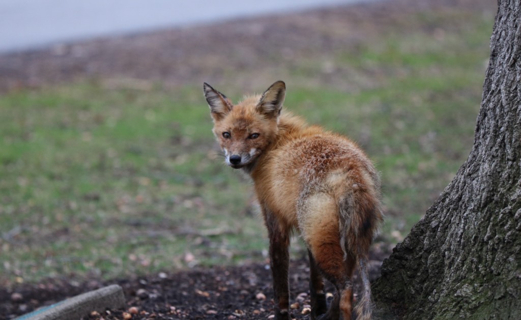 Quad Fox, winner of 387 SA votes, to be treated and released into wild