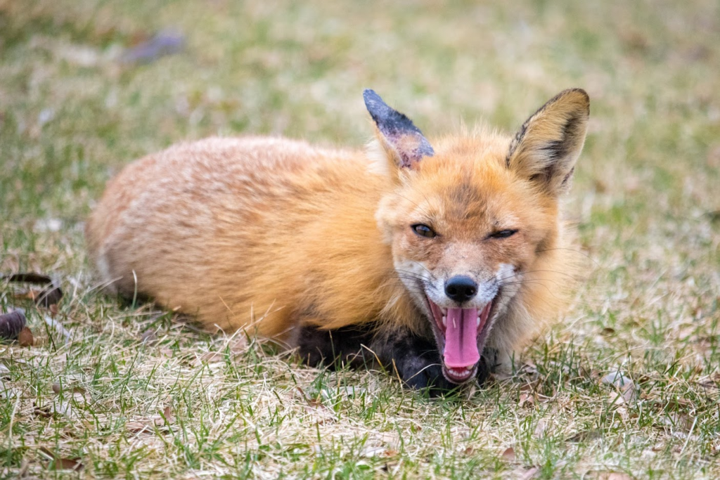 Letter: Quad Fox pushes back against scathing murder allegations