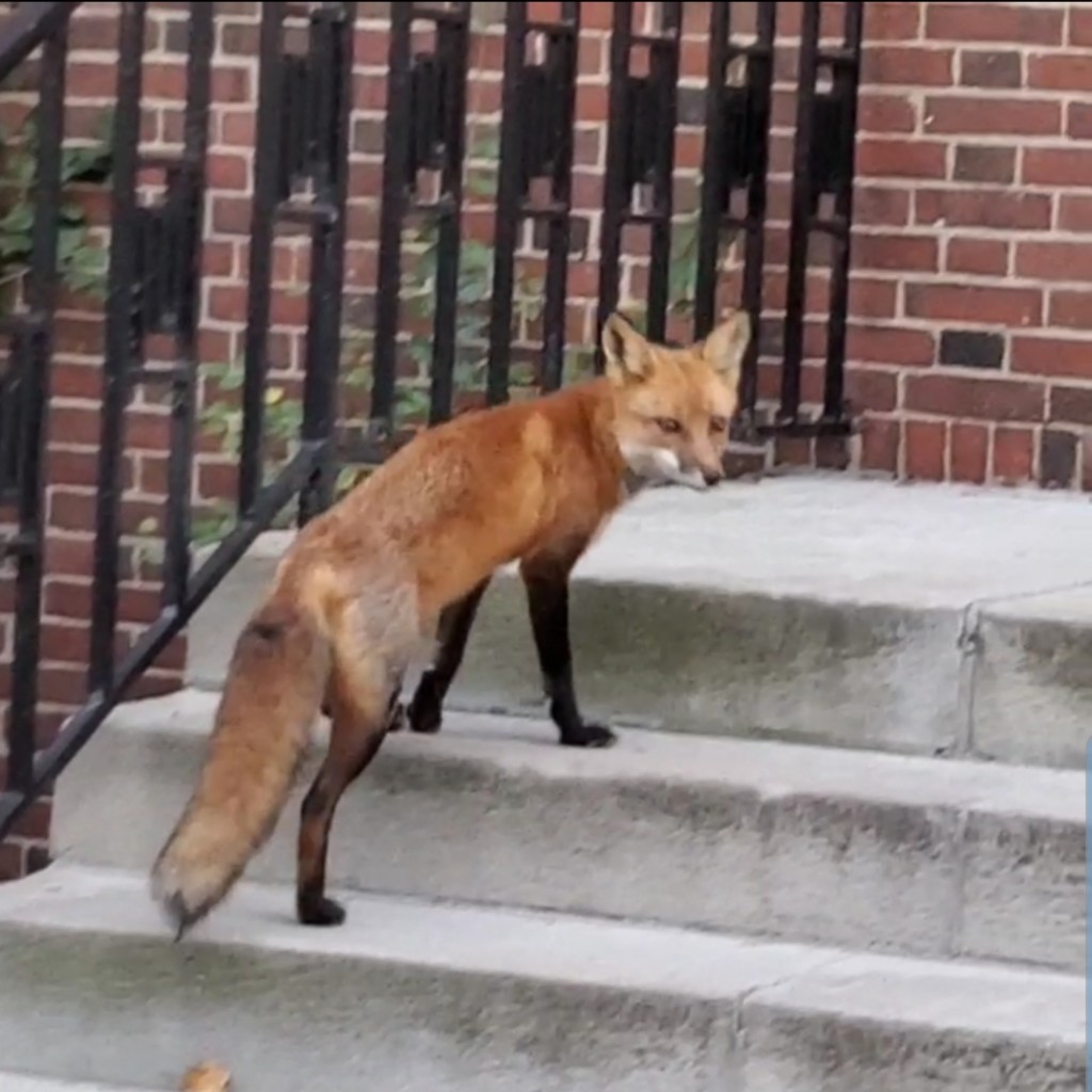 For UR’s two quad foxes, a new year, and a new chapter