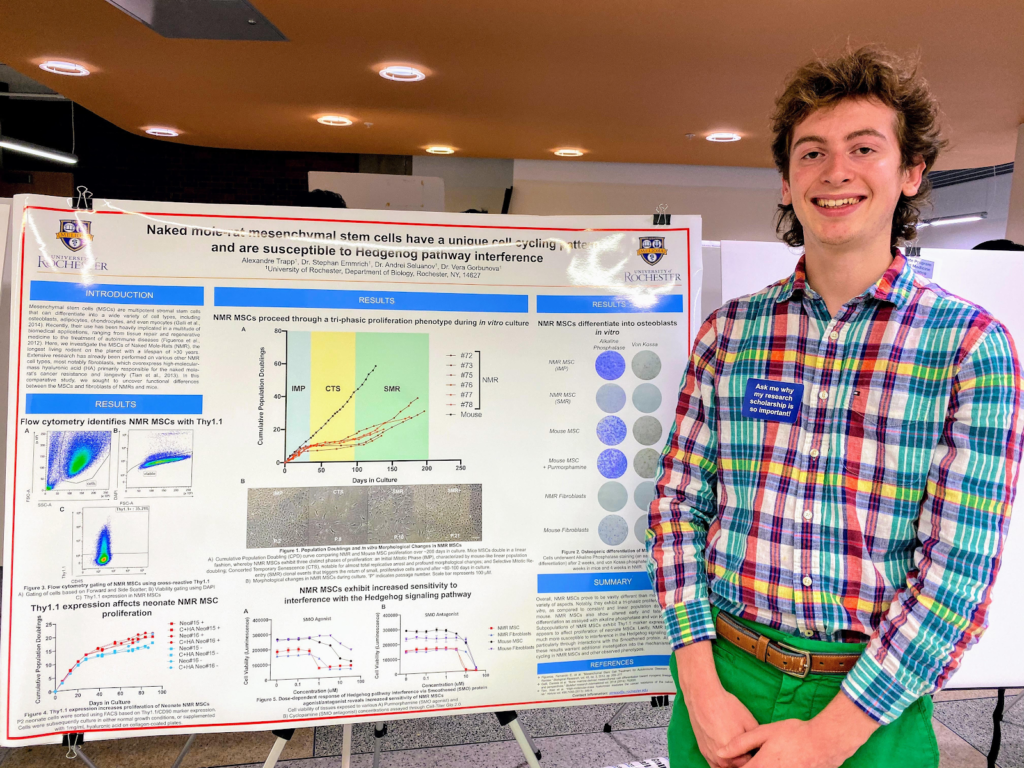 Research at Rochester: Trapp investigates longevity through naked mole rats