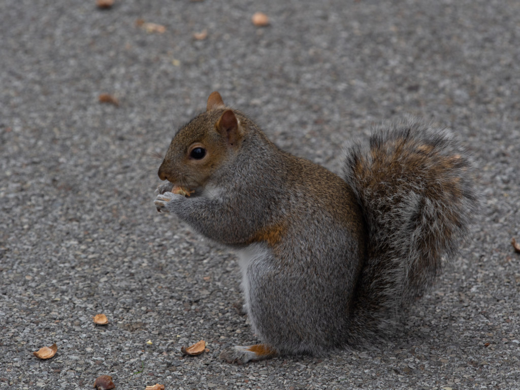 Cheers and jeers: Thanksgiving edition