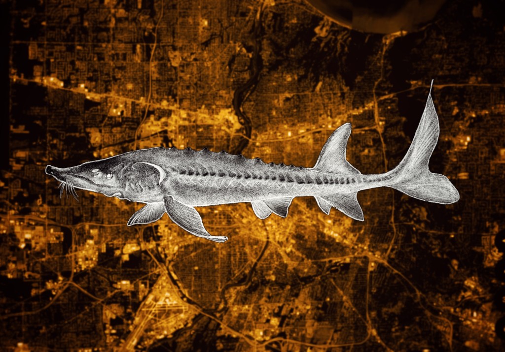 Great Lakes: Great sturgeon