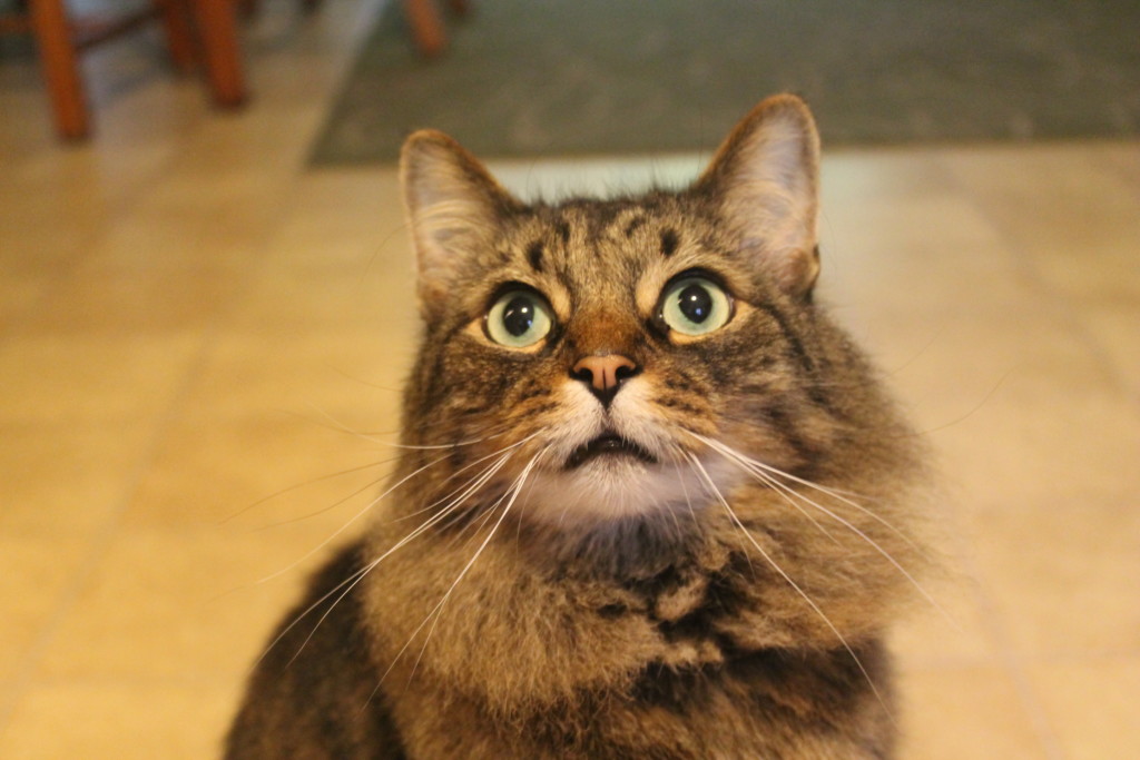 Trouble in cat paradise?