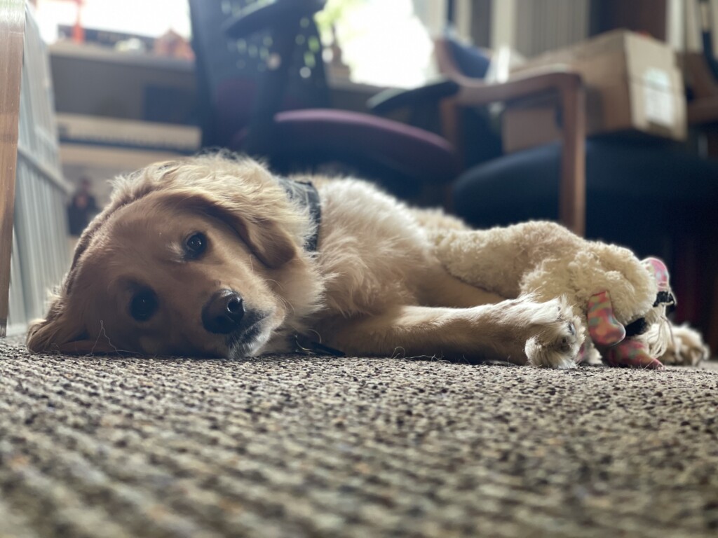 Meet UR&#8217;s furriest therapist