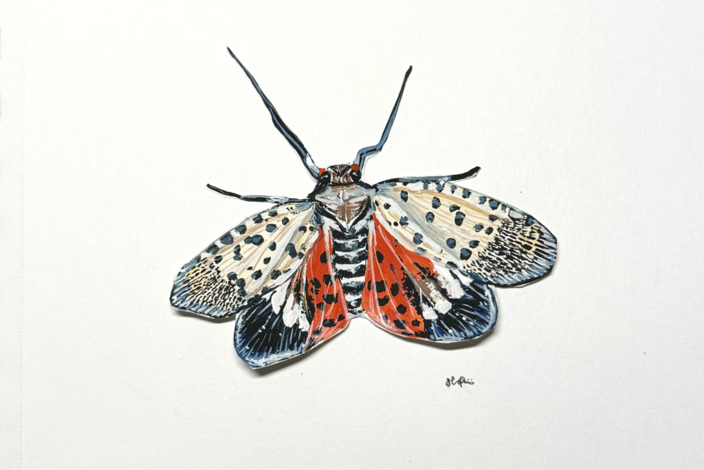 Invasive lanternfly arrives in Rochester: see it, squish it, report it