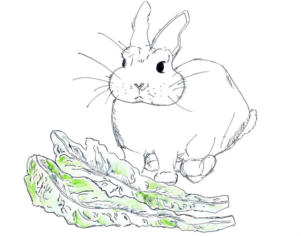 Accepting our new Rabbit Overlord