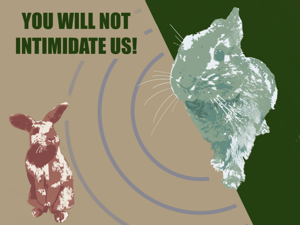 Updates on our Rabbit Overlord