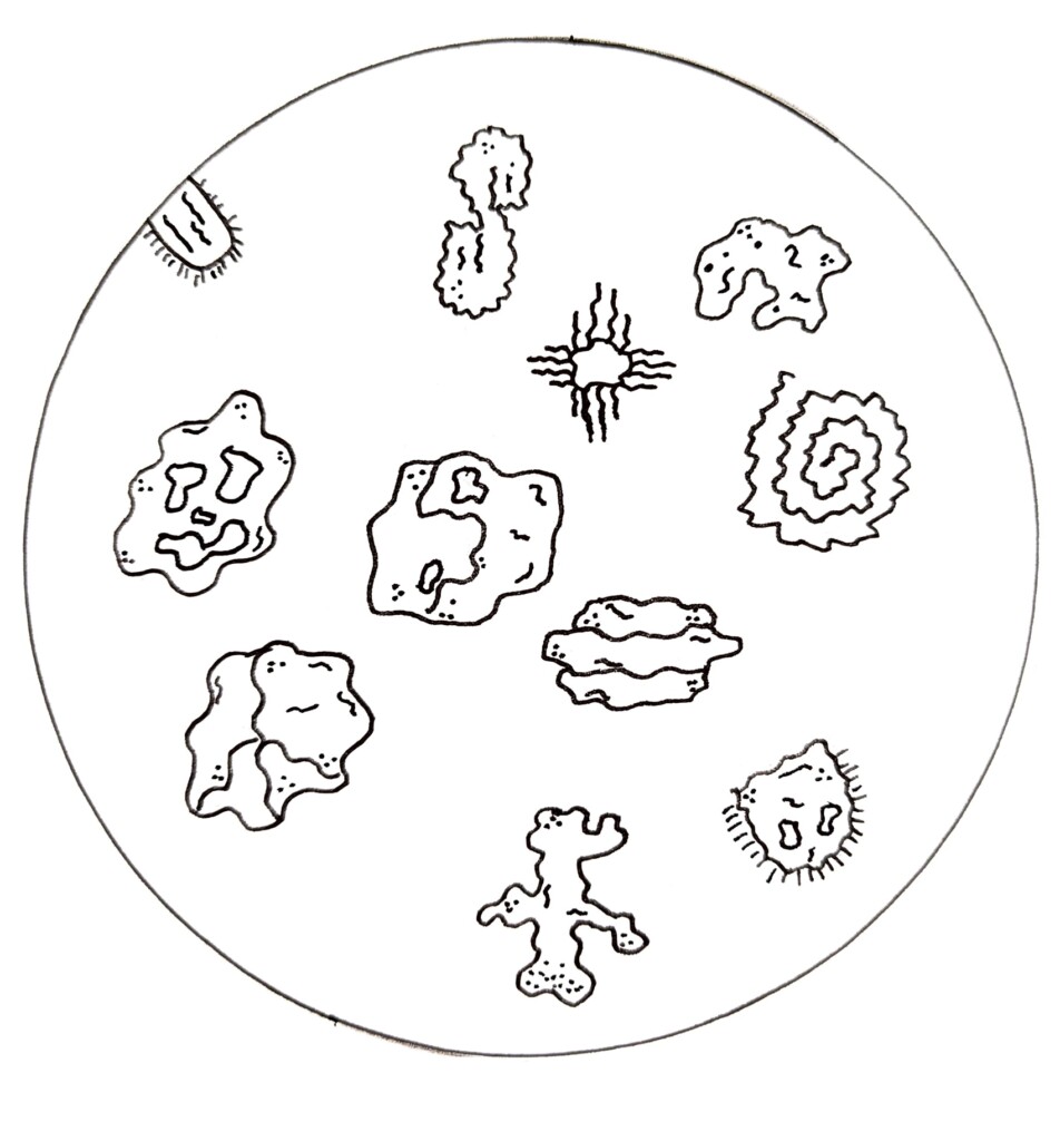 Breaking: new bacterium discovered in first-year communal bathrooms