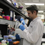 A look inside the Gorbunova-Seluanov Lab: Studying the science behind aging to improve human health