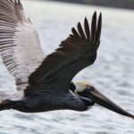 Birder’s Log: South Florida