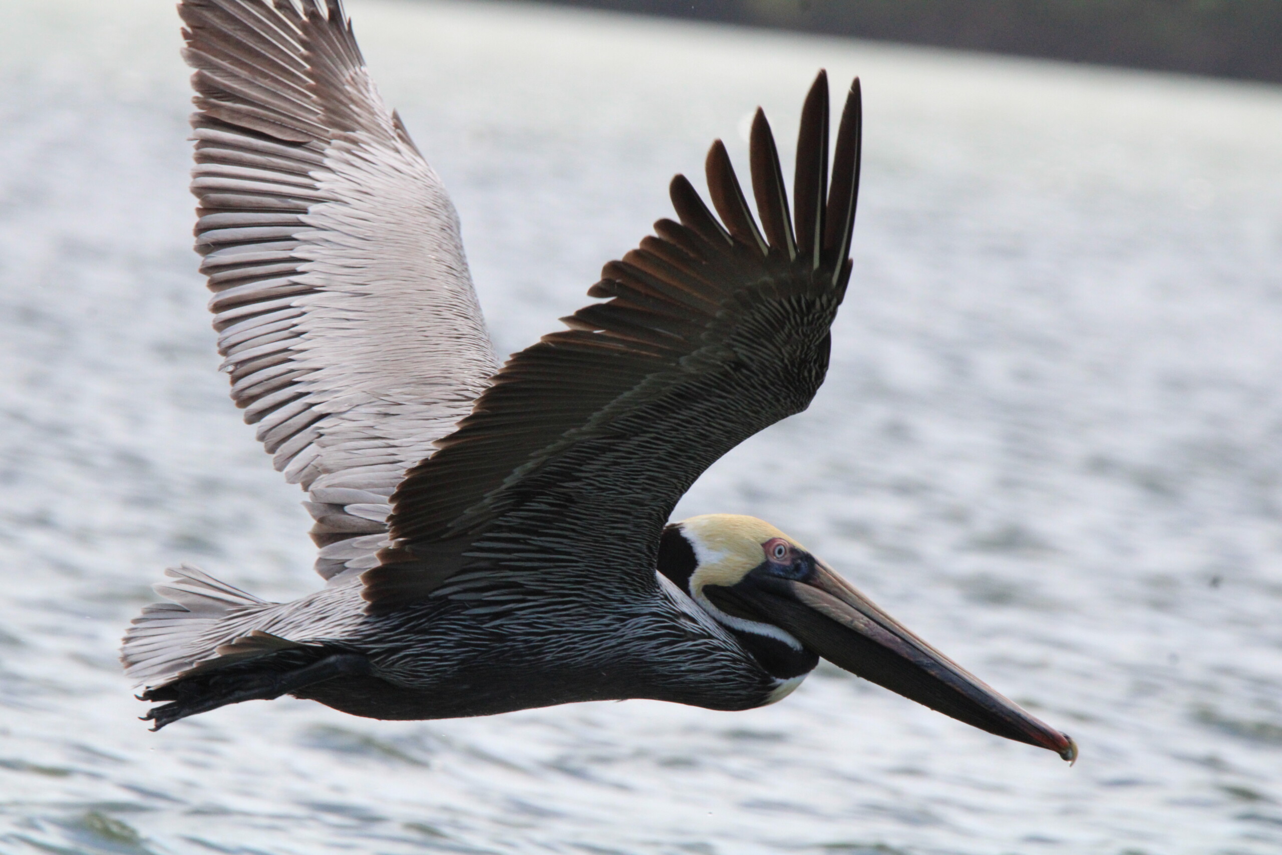 Birder’s Log: South Florida