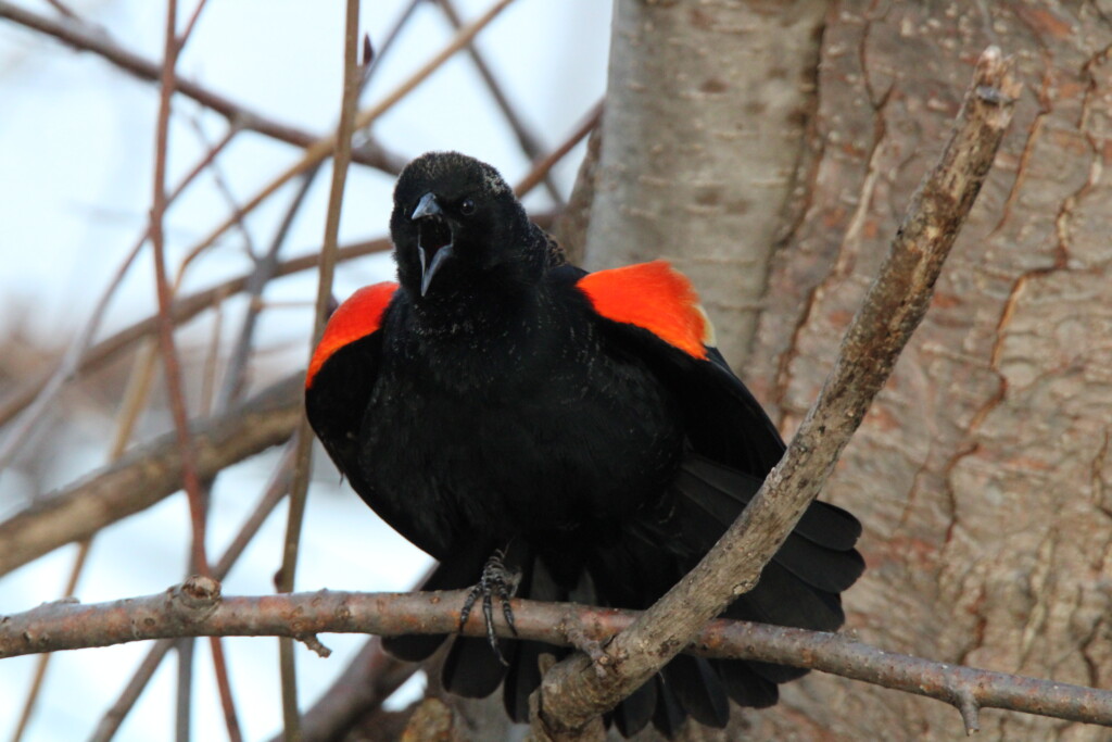 Birder’s Log: Signs of spring for the bird world