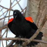 Birder’s Log: Signs of spring for the bird world