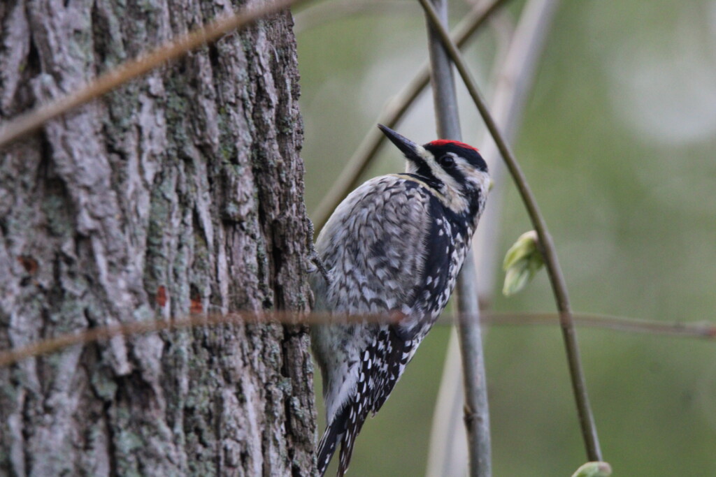 Birder’s Log: Springing into migration season