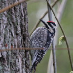 Birder’s Log: Springing into migration season