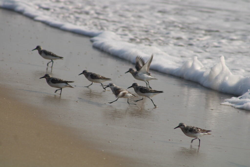 Birder’s Log: Spotlight on shorebirds