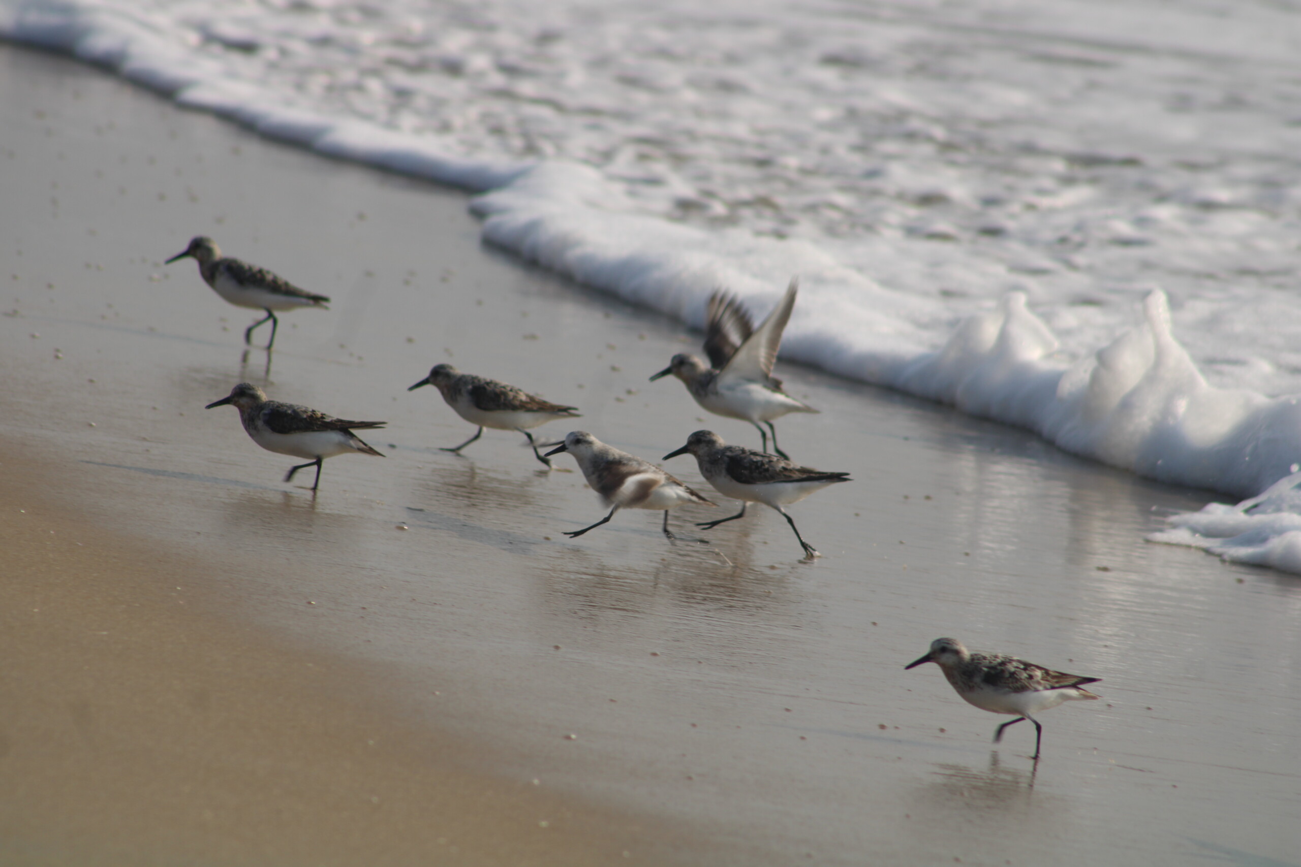 Birder’s Log: Spotlight on shorebirds
