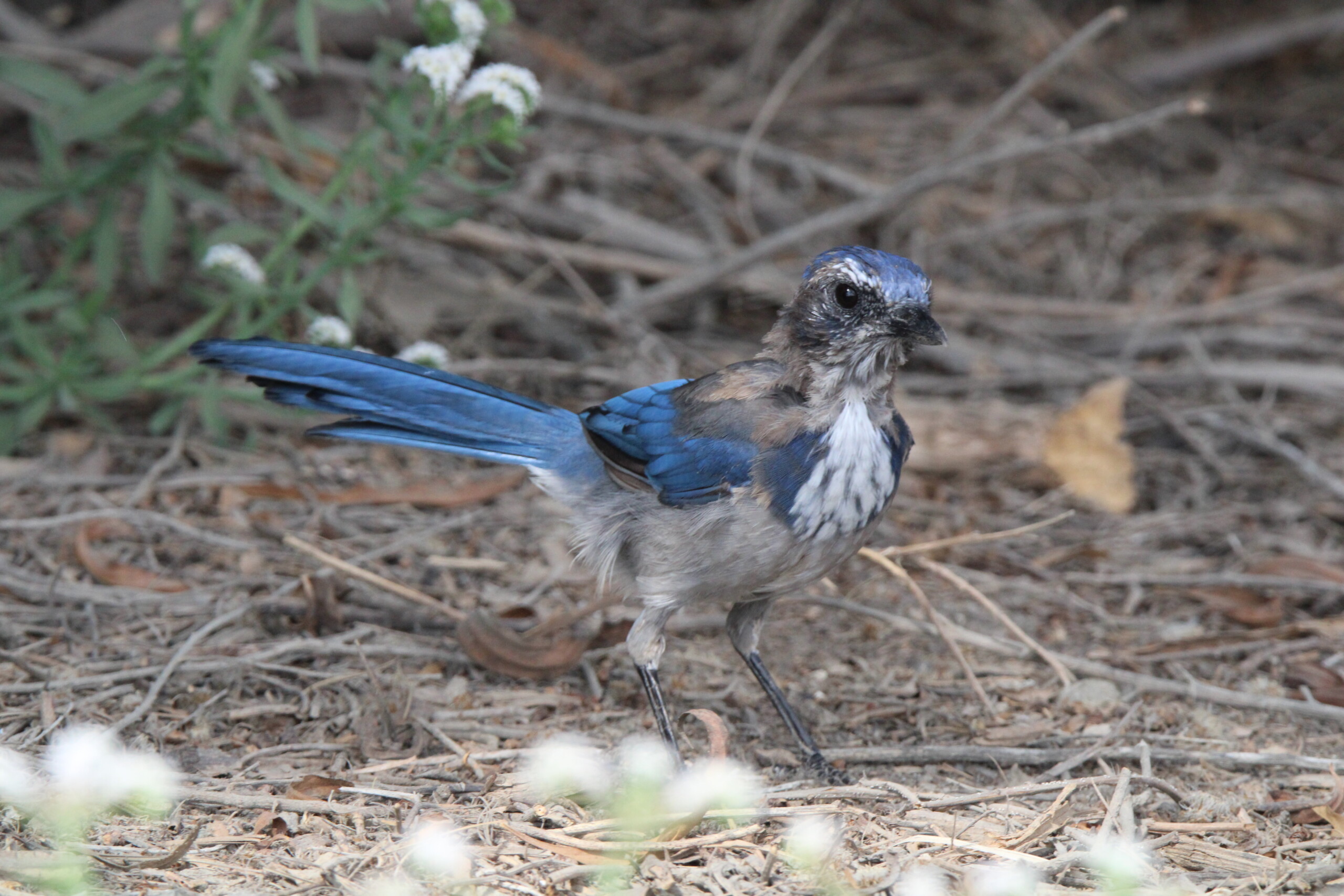 Birder’s Log: California Birding in LA County
