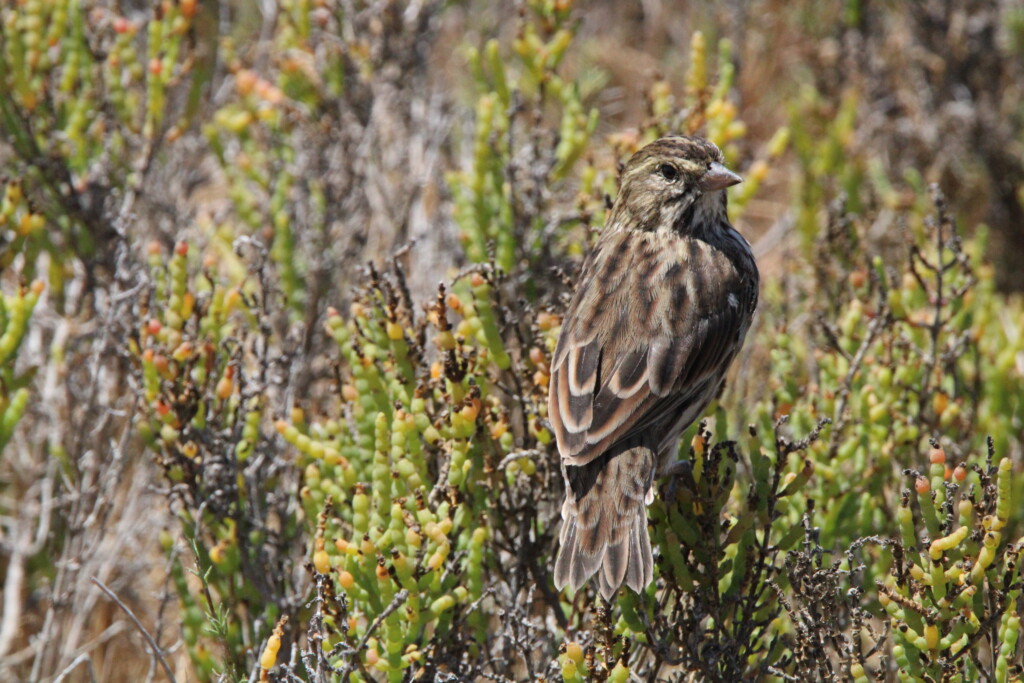 Birder’s Log: California birding in Orange County