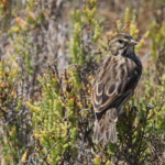 Birder’s Log: California birding in Orange County