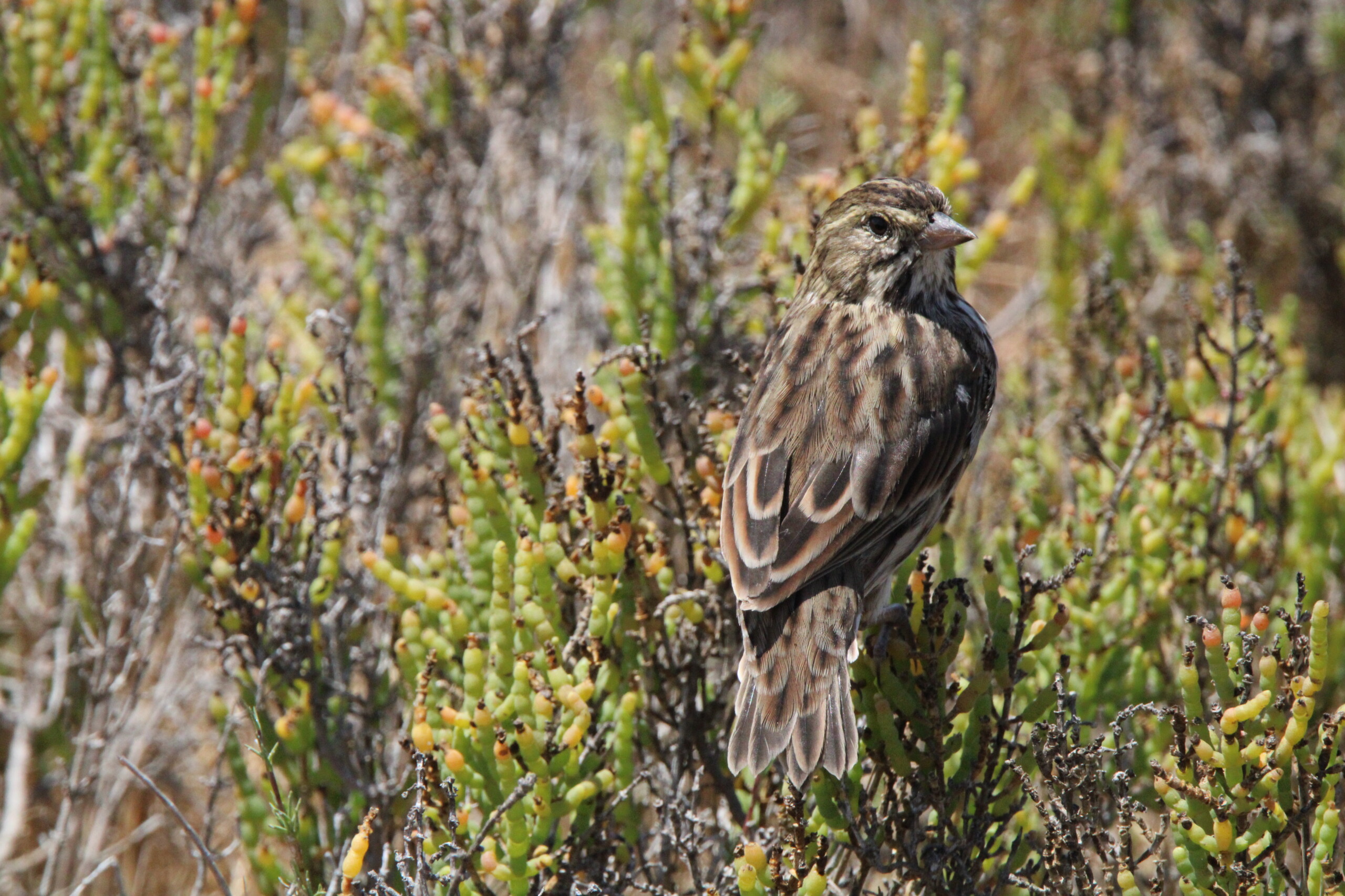 Birder’s Log: California birding in Orange County