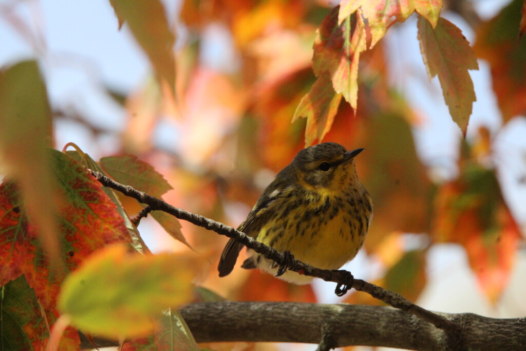 Birder’s Log: Spotlight on warblers
