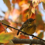 Birder’s Log: Spotlight on warblers