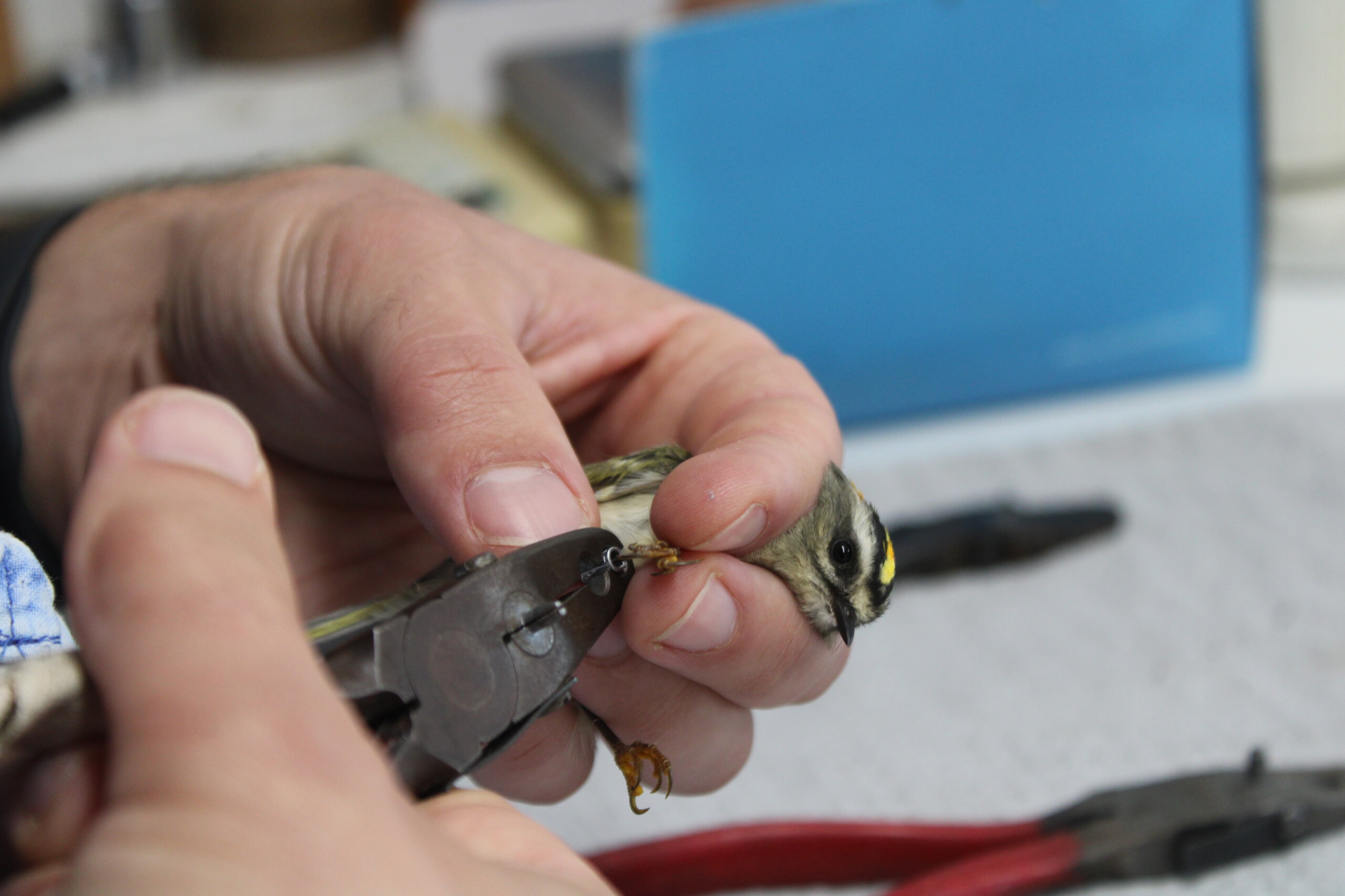 Braddock Bay Bird Observatory furthers bird conservation through research and public engagement