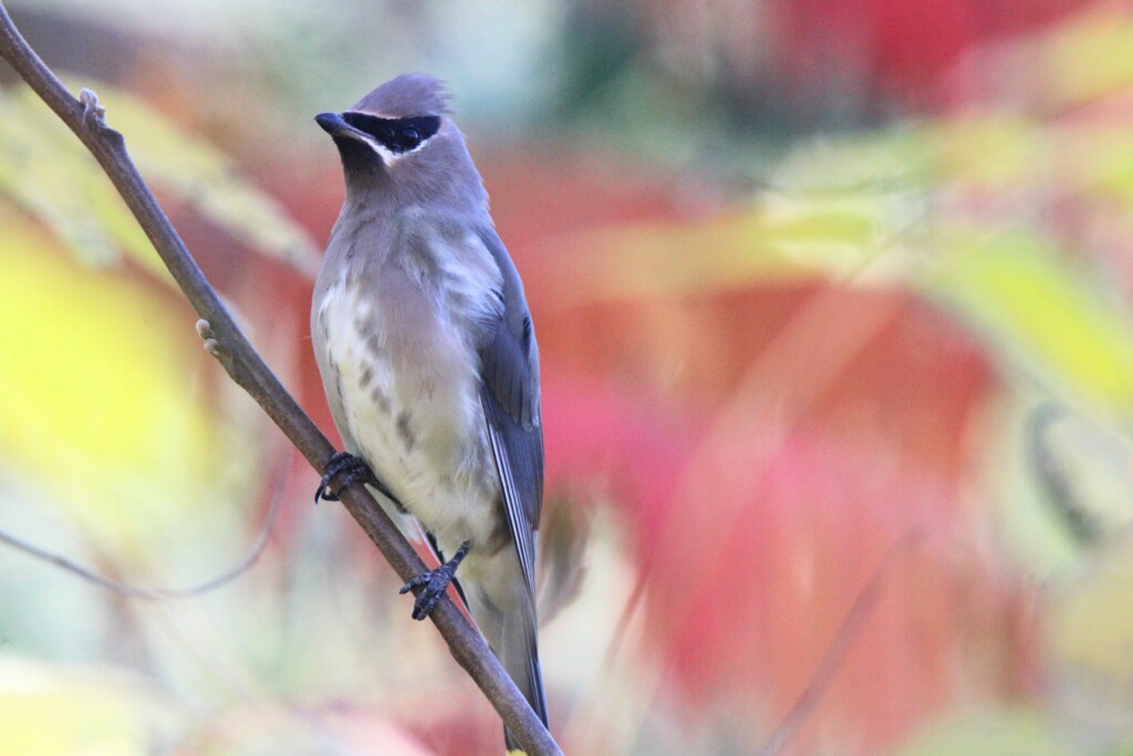 Birder’s Log: Fall migration recap this month