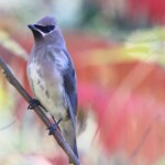 Birder’s Log: Fall migration recap this month