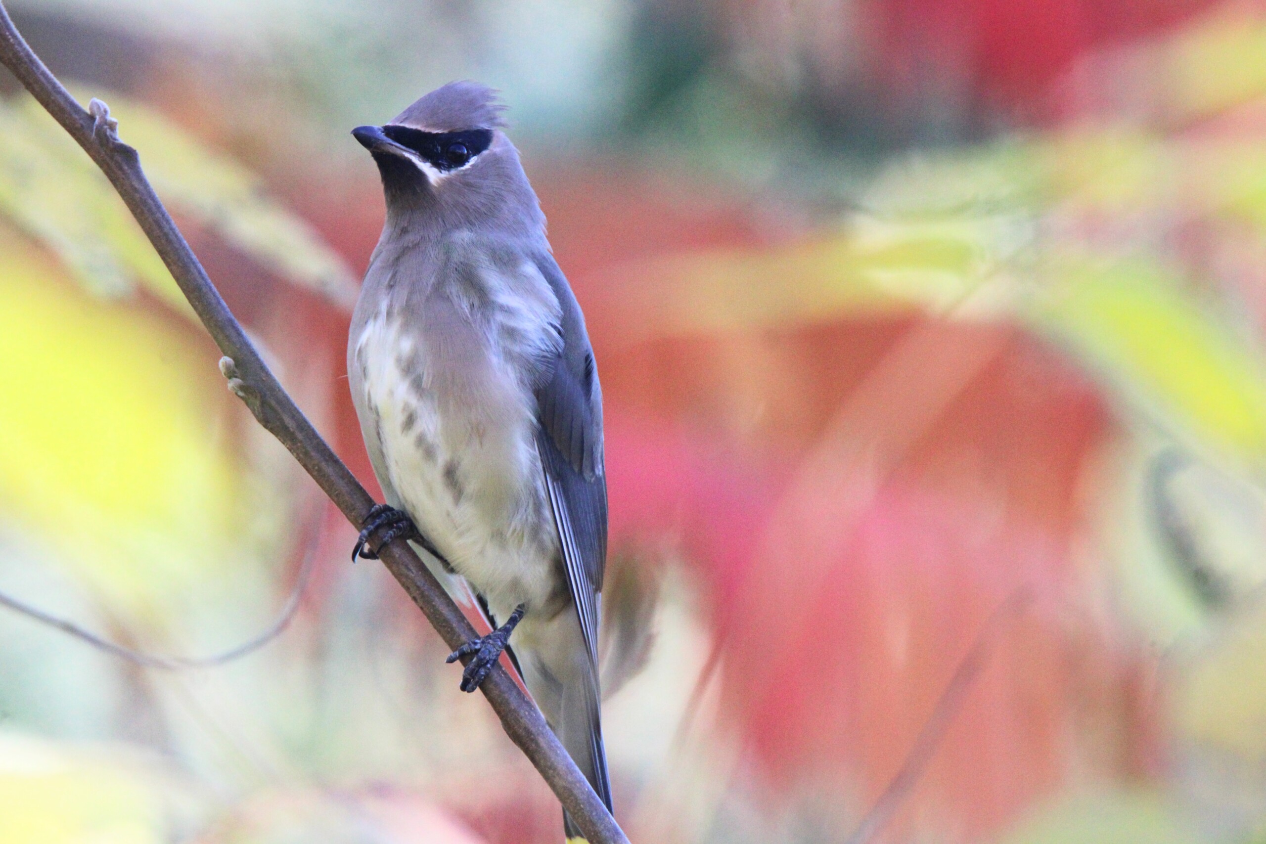 Birder’s Log: Fall migration recap this month